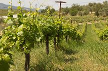 2. Wine Tour Nemea: The new wines of Nemea