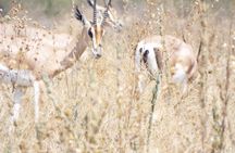 3 days safari to Mikumi National Park