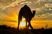 An Overnight Non-touristic Camel Safari (2PM to 11:30 AM Next Day)