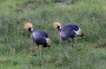 Day Tour To Amboseli National Park 