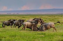 Day Tour To Amboseli National Park 
