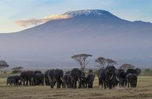Day Tour To Amboseli National Park 