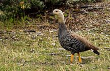Tierra del Fuego National Park