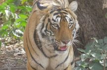 Canter Safari-Ranthambore National Park 