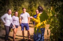 Wine Tasting & Tour Premium