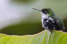 Bellavista Cloud Forest Reserve - full day