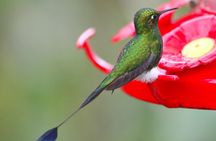 Bellavista Cloud Forest reserve / 3 day tour