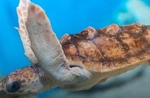 Discover Scuba Diving in Montego Bay