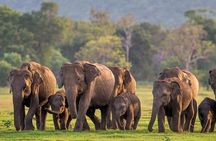 Minneriya/Kaudulla or Hurulu Eco Park Jeep Safari including Entrance Fee