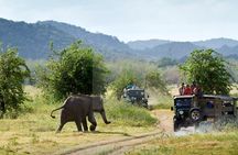 Minneriya/Kaudulla or Hurulu Eco Park Jeep Safari including Entrance Fee