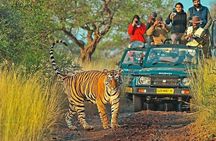 Canter Safari-Ranthambore National Park 
