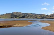 Dunedin City, Wildlife and Larnach Castle