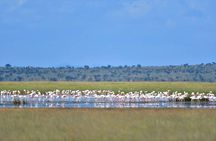 9 Days Samburu- Nakuru- Mara-Naivasha- Amboseli Wild Safari 