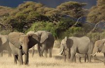 Hwange Park Big 5 Game Drive!
