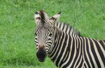 Victoria Falls Rhino Encounter Game Drive!