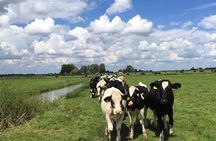 Amsterdam's Countryside Half-Day Bike Tour in Small Group 