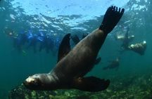 Snorkeling with Sea Lions and Wildlife Adventure