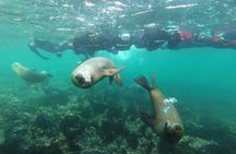 Snorkeling with Sea Lions and Wildlife Adventure