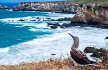 Tour to La Plata island and whales watching