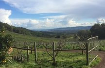 8-Hour Private Wine Tour Experience for up to 6 Guests - San Francisco to Sonoma