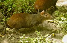 Half Day Rainforest Tour in Tobago