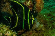 Guided Coral Reef Scuba Tour / 1 tank (Certified Divers Only)