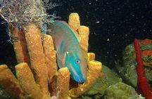 Guided Coral Reef Scuba Tour / 1 tank (Certified Divers Only)
