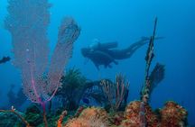 Guided Coral Reef Scuba Tour / 1 tank (Certified Divers Only)
