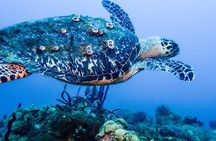 Guided Coral Reef Scuba Tour / 1 tank (Certified Divers Only)