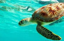 All Inclusive : Bali Blue Lagoon Snorkeling, Lunch, and Transport