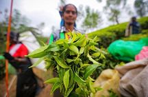 Nuwara Eliya & Kandy | 2 Days Tour
