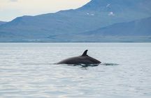 Top-Rated Snorkeling in Silfra & Whale Watching | Self-Drive from Reykjavik