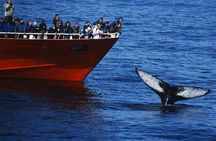 Top-Rated Snorkeling in Silfra & Whale Watching | Self-Drive from Reykjavik