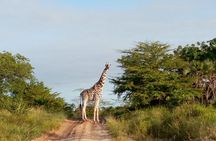 3 Days Safari to Saadani National Park + Boat Safari from Dar es Salaam