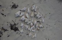 N&G Providenciales Island Tours of Turks and Caicos