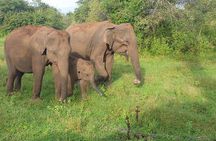Minneriya National Park Private Safari Tour