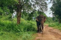 Minneriya National Park Private Safari Tour