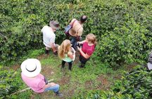 the acacias coffe farm