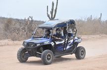 Razors in Cabo San Lucas