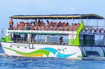 Whales and Dolphins Watching-Luxury Super Grade Cruiser(Hotel Pick up offered)