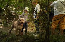 Truffle Picking Experience with 3 Course Meal in Chianti hills