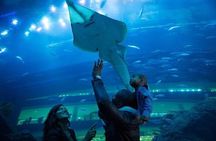 Dubai Aquarium and Underwater Zoo Admission Ticket with Options