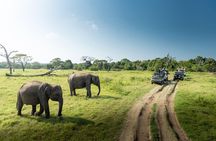 Yala Full day Leopard Safari Tour with Picnic Lunch