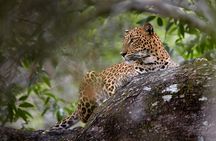 Yala Full day Leopard Safari Tour with Picnic Lunch