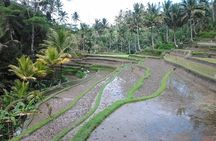 Ubud Customized Private Tour 