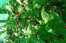 Explore Roatan history and culture 
