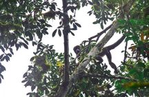 Wet forest tour - Machalilla National Park