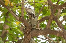 Wet forest tour - Machalilla National Park