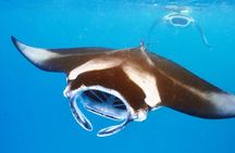 Small-Group Manta Ray Night Snorkel from Kona