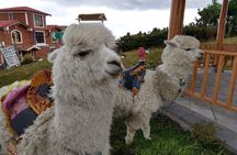 Quilotoa Crater Lake Private Day Tour: Trekking, Market, Art and Llamas